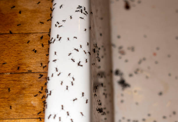Best Best Pest Control Near Me  in Marysville, CA