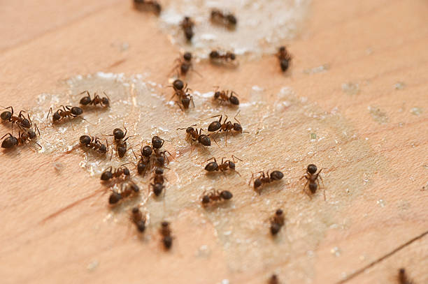 Best Wasp Removal Services  in Marysville, CA