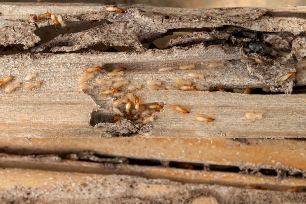 Best Pest Removal Services  in Marysville, CA