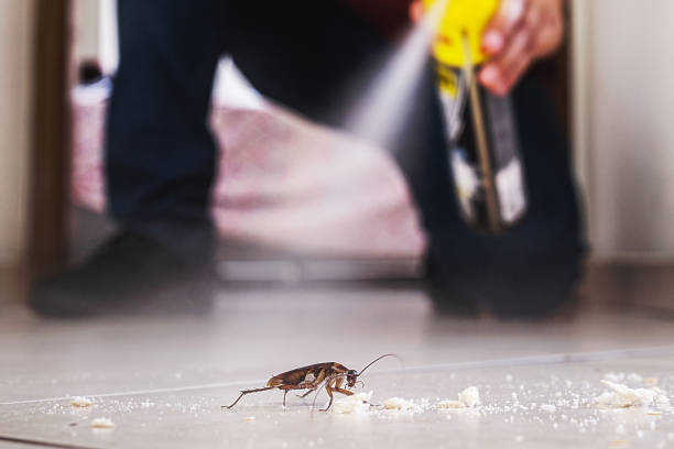 Best Termite Control Services  in Marysville, CA